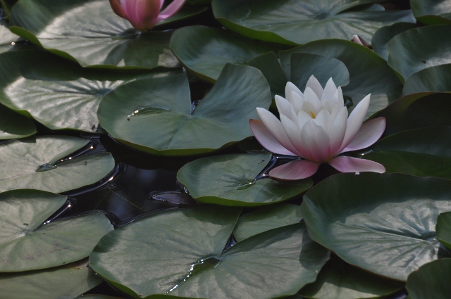 a pond of water lilies. 